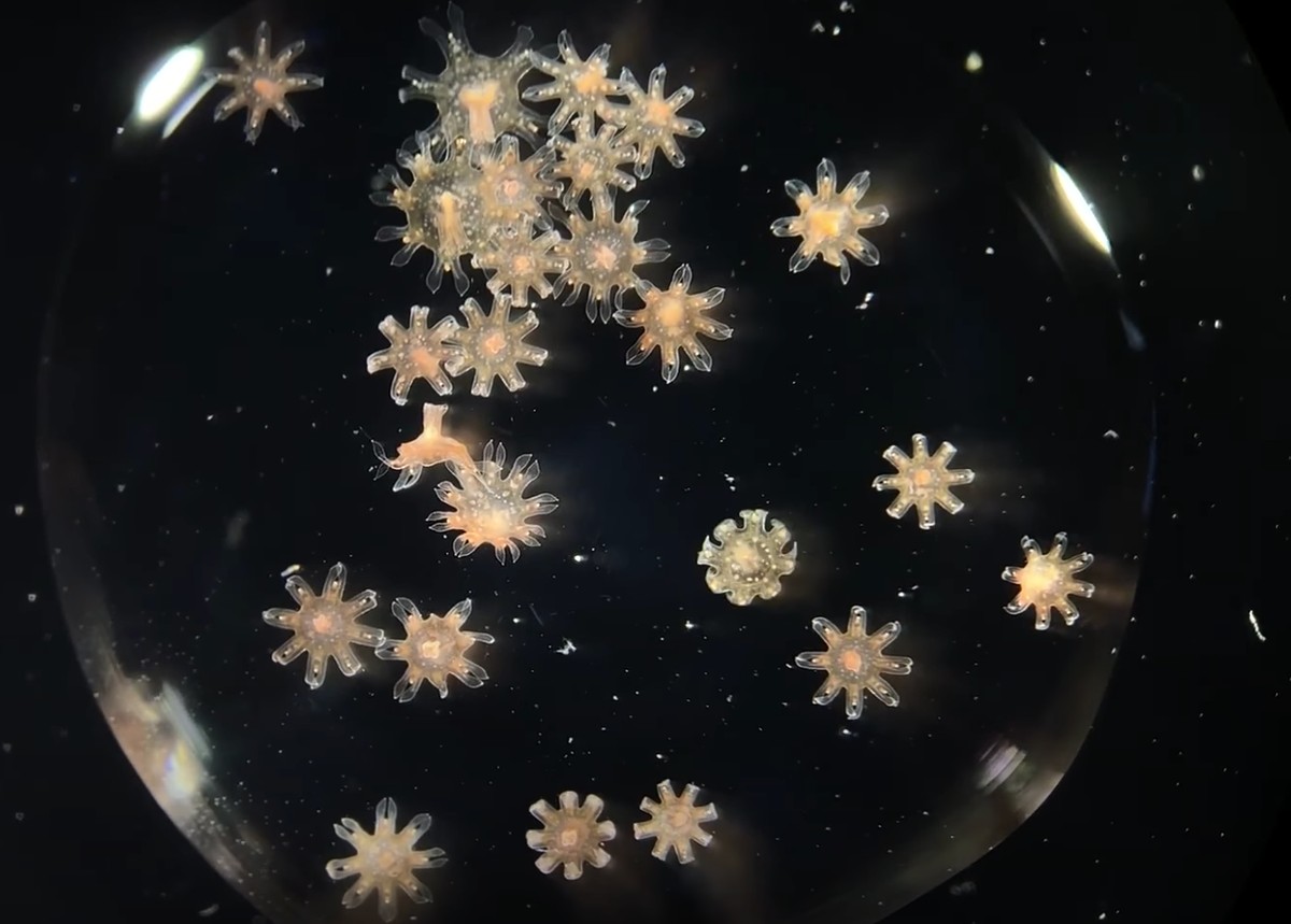 Baby jellyfish under a microscope are na