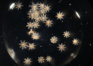 Baby jellyfish under a microscope