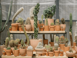 part-office-cactus-store-greenhouse.jpg