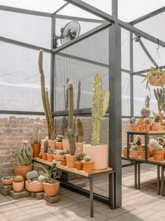 part-office-cactus-store-greenhouse.jpg