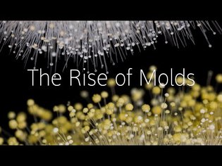 The Rise of Molds