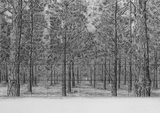 michael-amery-trees-by-man-07.jpg