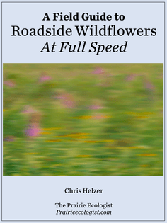 A Field Guide to Roadside Wildflowers At Full Speed