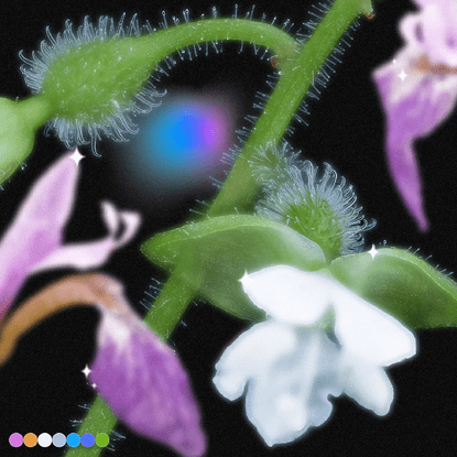 Taupe Magazine on Instagram: “Evolution has given many flowers ultraviolet patterning; invisible to us because of our visibl...