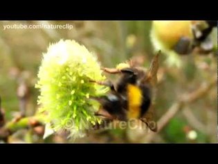 Insect clips - Slow motion (HD 1080p) - Free to reuse - Creative Commons