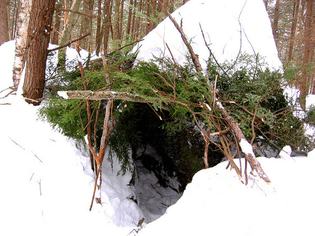 forest-shelter-winter.jpg