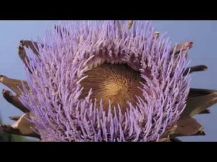 Cynara artichoke flower time lapse