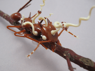 ant-w-cordyceps1.jpg
