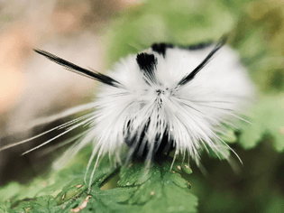 Banded tussock moth. The shaggy dog of caterpillars.