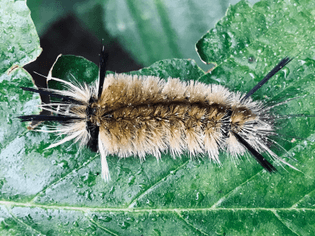 Banded tussock moth. Another morph.