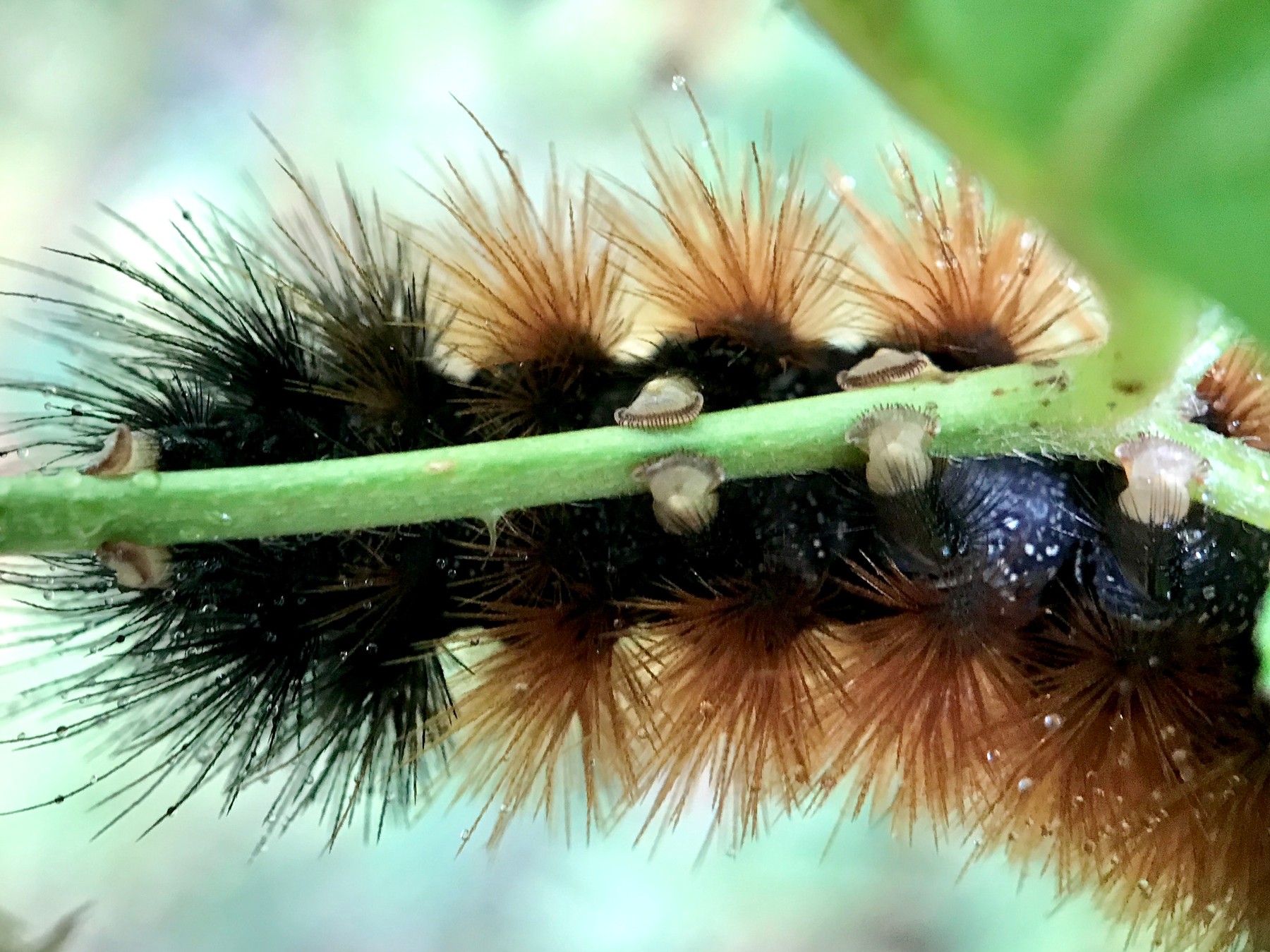 Isabella tiger moth. Toes.