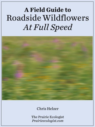 Roadside Wildflowers