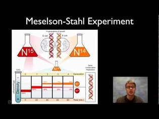 Meselson-Stahl Experiment
