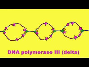 GENETICS 2: DNA REPLICATION SUMMARY