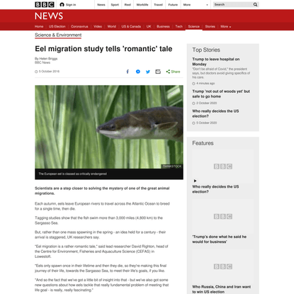 Eel migration study tells ‘romantic’ tale