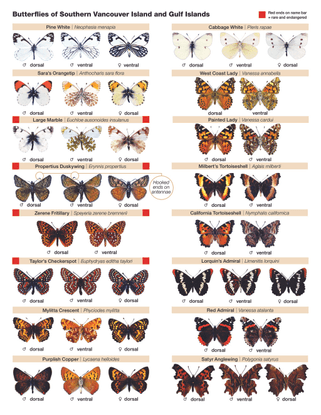 butterfly_id_sheet_parks_canada.pdf