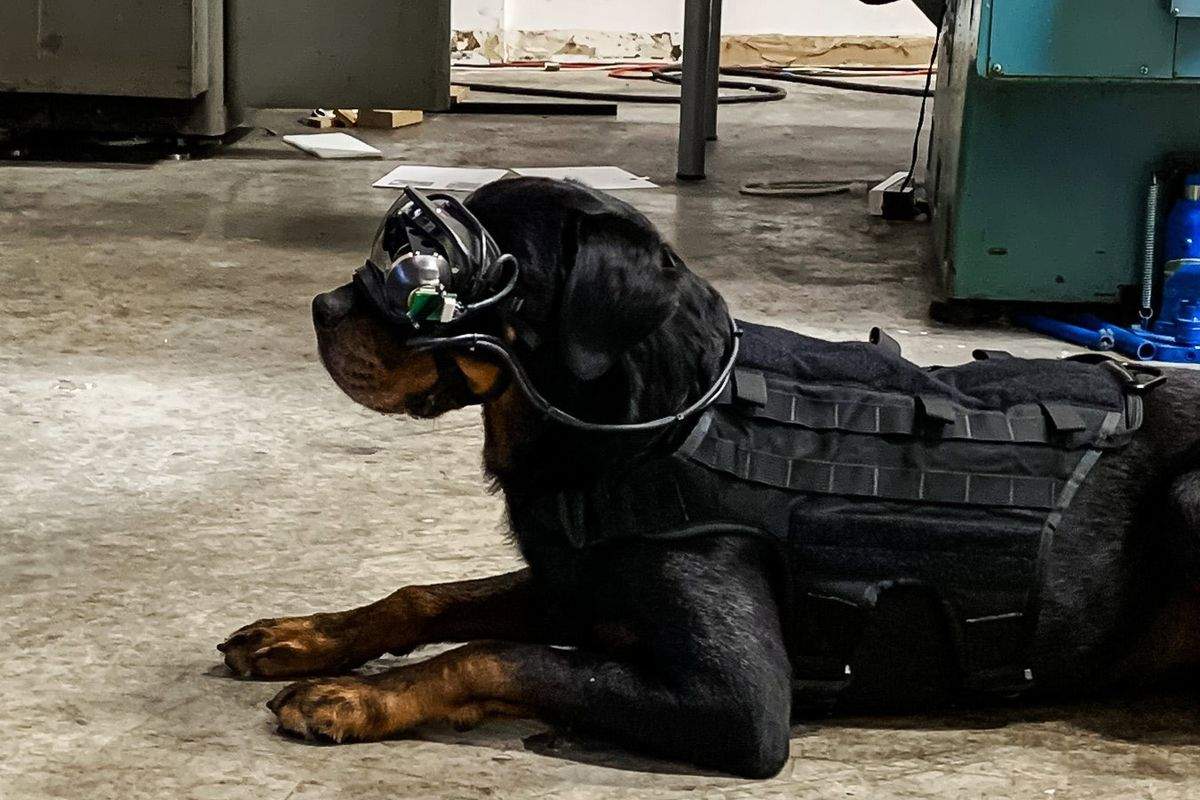 The US Army is testing augmented reality goggles for dogs