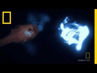 Bioluminescence on Camera | National Geographic