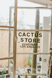 hot_cactus_06.jpg