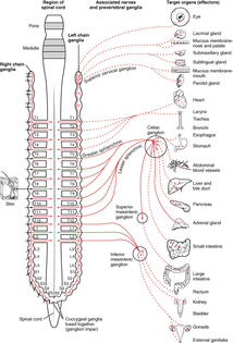 1501_connections_of_the_sympathetic_nervous_system.jpg