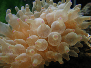 bulb-anemone-2gx0cd-1.jpg