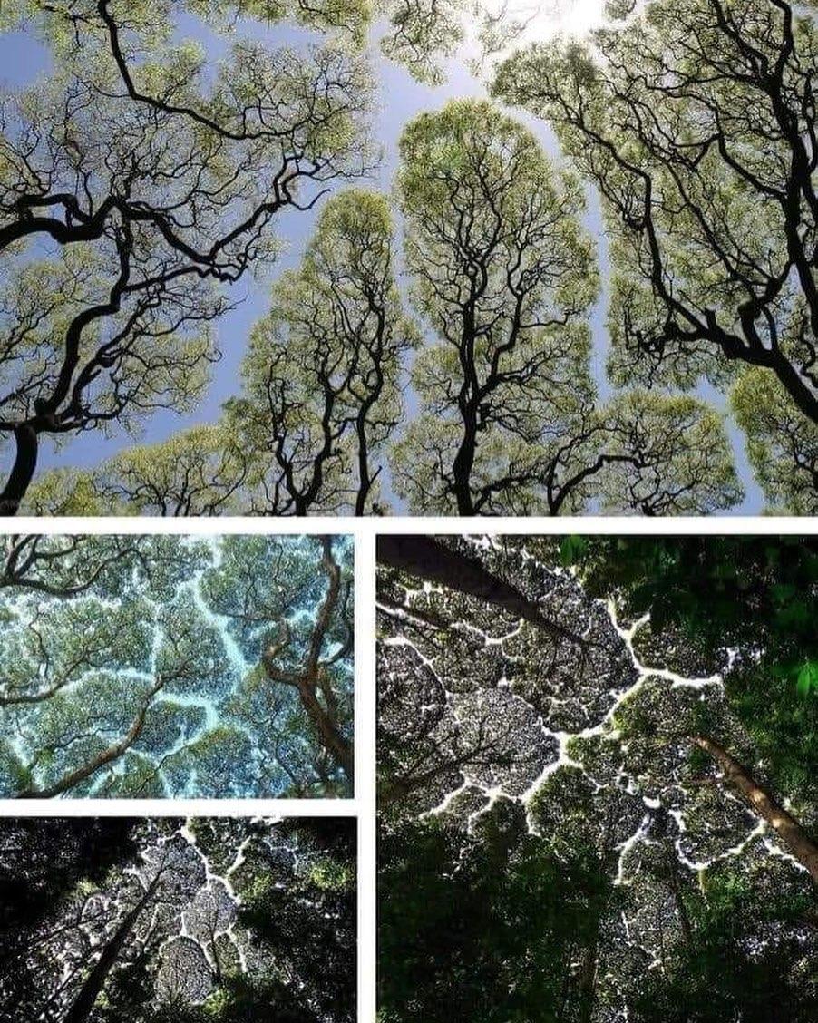 The Oxygen Project on Instagram: “Crown shyness is a phenomenon observed in some tree species, in which the crowns of fully ...... 