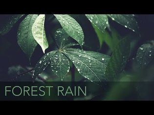 Light Forest Rain - 10 Hours - ASMR - Rain Pitter Patter On Leaves