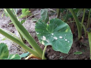 Rain on leaves | Nature sounds | Droplets |