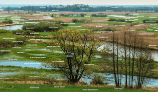 Inch marshes. Пинские болота Шотландия. Картинка Insh Marshes with Birds in Britain. Рисунки inch Marshes.