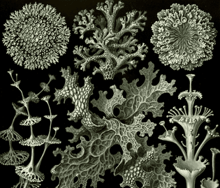 lichen.jpg