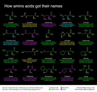 How amino acids got their names