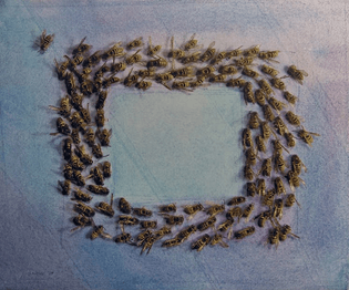 Michael Snow, Bees Behaving on Blue, 1979