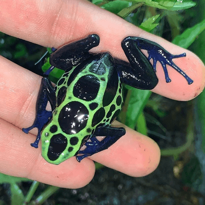 beautiful frogs