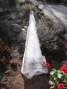 Frost-protection-using-a-teepee-structure-thelinkssite.com_.jpg