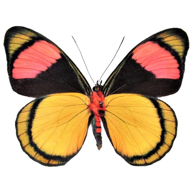 Batesia hypochlora yellow pink black clown butterfly verso Peru