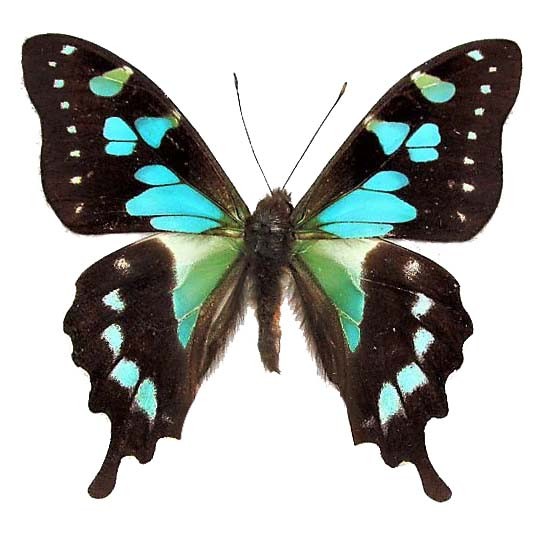 Graphium stresemanni blue green black butterfly Indonesia