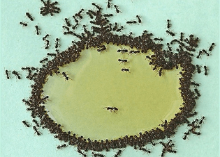 Ants gathering at the edges of a puddle of honey