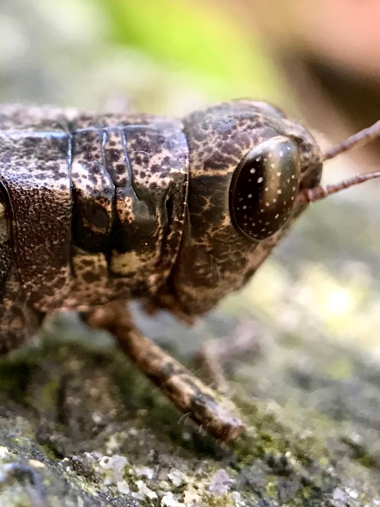 Grasshoppa!