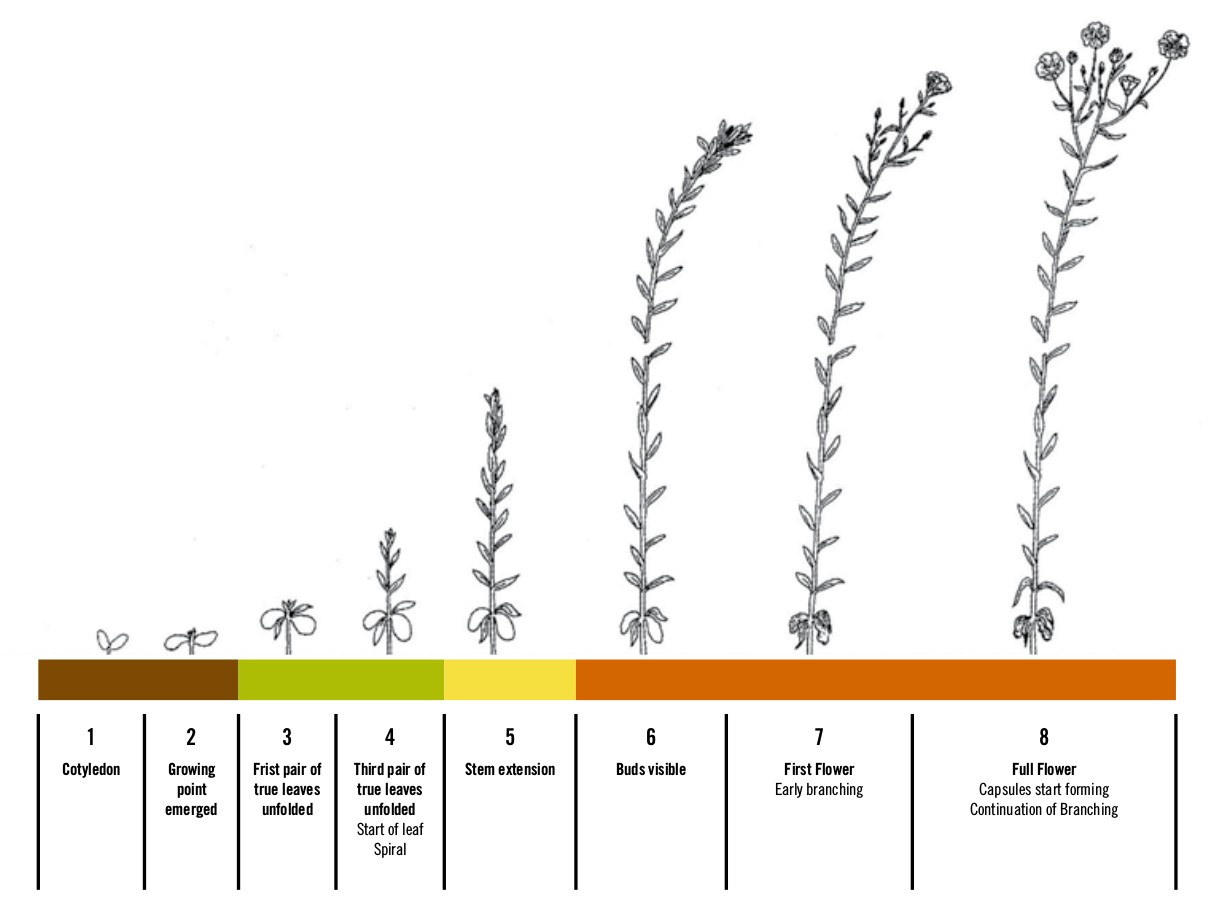 фазы развития льна. лён-долгунец ботаника. фазы льна масличного. фазы развития льна. фазы роста льна.