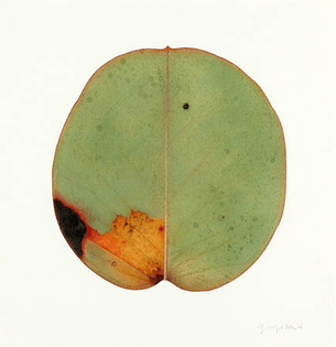 Jonathan Delafield Cook, Eucalyptus, 2006