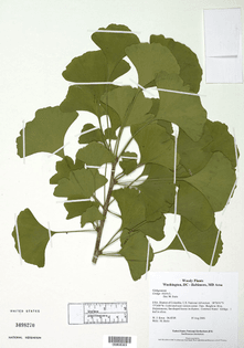 si_ci_ginkgo_herbarium_lg.jpg