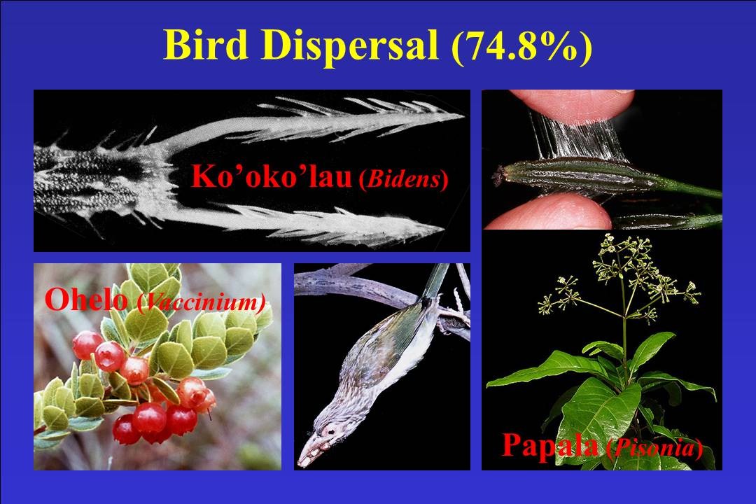 bird_dispersal.jpg — Are.na