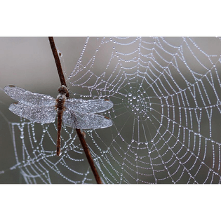 dragonfly-spider-web-diy-diamond-painting.jpg