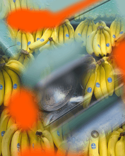 banana-27.jpg