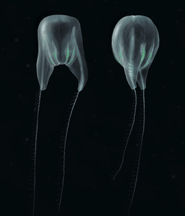 Digital illustrations of Duobrachium sparksae. (Nicholas Bezio). ["Scientists Confirm Entirely New Species of Gelatinous Blob From The Deep, Dark Sea" a ctenophore]