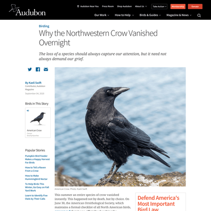 Why the Northwestern Crow Vanished Overnight