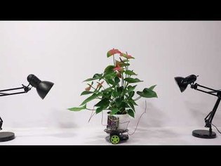 Elowan: A Plant-Robot Hybrid