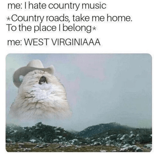 funny-meme-about-country-roads-country-music-john-denver-cat