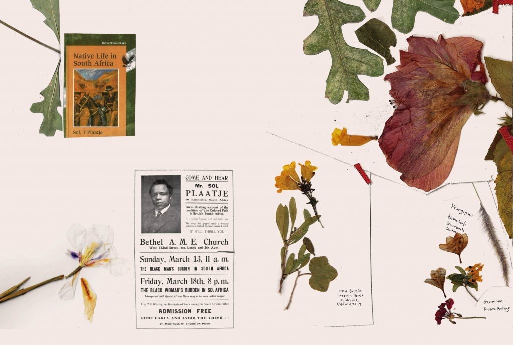 Pressed flowers gathered in South Africa, arranged in a composition honoring Sol Plaatje's work