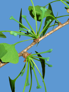 1024px-ginkgo_biloba_006.jpg